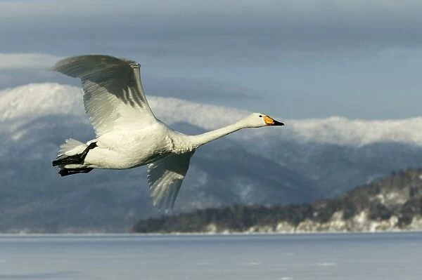 Whooper Swan - in flight Lake Kushiro, Hokkaido, Japan