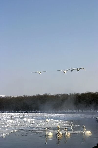 Whooper Swan - in flight, and on lake Lake Kushiro, Hokkaido, Japan