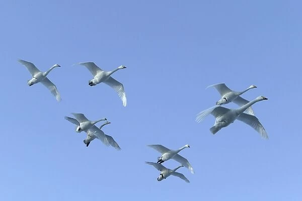 Whooper Swan - flock in flight Lake Kushiro, Hokkaido, Japan