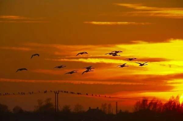 Whooper Swan - Flock in flight at Sunset - Welney WWT - Ouse Washes - Norfolk - UK BI015270