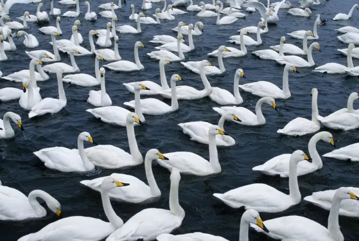Framed Print : Whooper Swan - Flock on lake, Hokkaido, Japan JPF39151 Framed Print : Whooper Swan - Flock on lake, Hokkaido, Japan JPF39151
