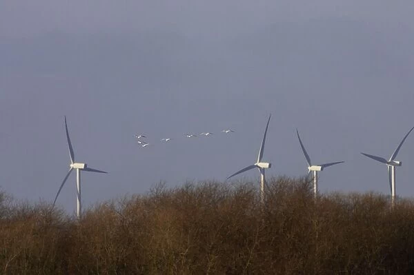 Whooper Swan - Flying Toward Wind Turbines Ouse Washes, Norfolk, UK BI007000