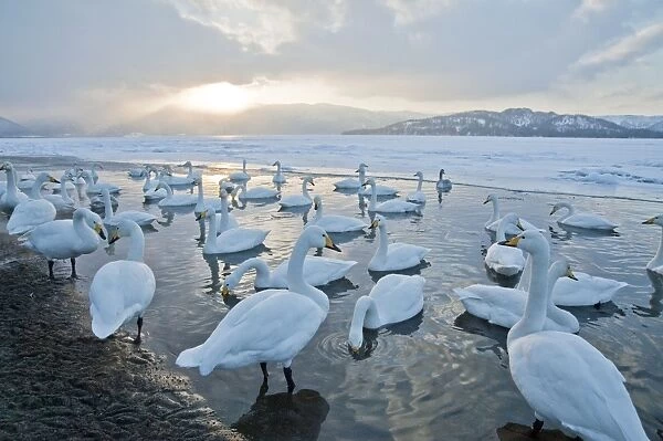 Whooper Swan - group at edge of frozen lake - low sun over mountains beyond - Lake Kussharo - Hokkaido Island - Japan