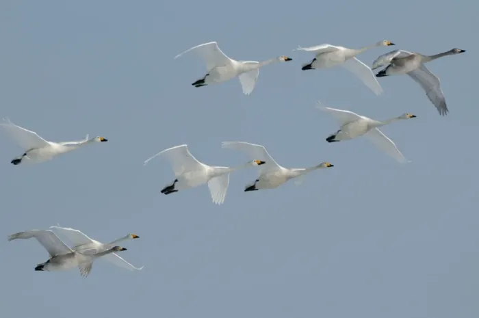 Framed Print : Whooper Swan - group in flight formation - Hokkaido Island - Japan Framed Print : Whooper Swan - group in flight formation - Hokkaido Island - Japan