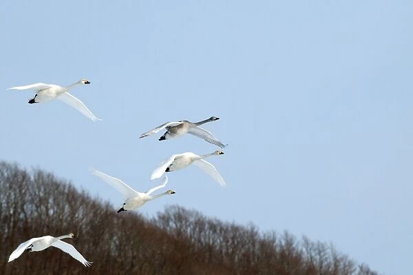 Whooper Swan - group in flight - Hokkaido Island - Japan