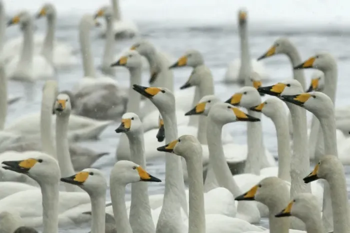 Framed Print : Whooper Swan - group Lake Kushiro, Hokkaido, Japan Framed Print : Whooper Swan - group Lake Kushiro, Hokkaido, Japan