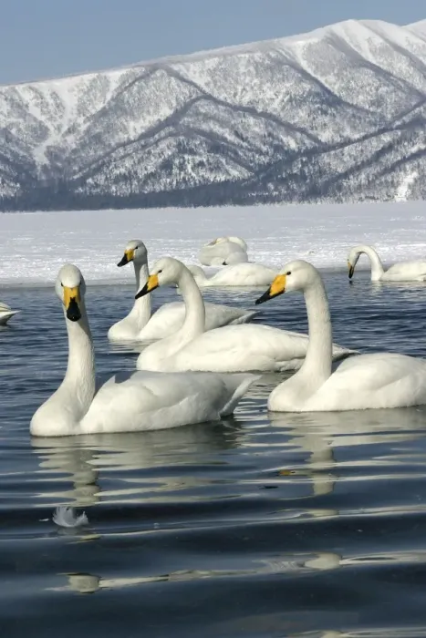 Framed Print : Whooper Swan - group on lake Lake Kushiro, Hokkaido, Japan Framed Print : Whooper Swan - group on lake Lake Kushiro, Hokkaido, Japan