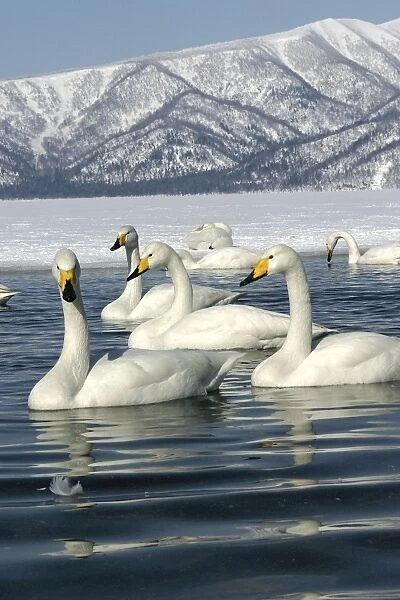 Whooper Swan - group on lake Lake Kushiro, Hokkaido, Japan