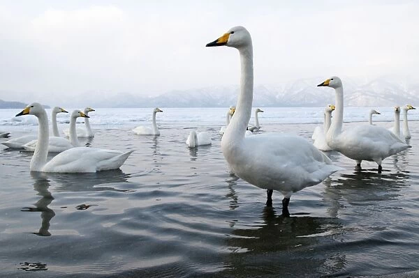 Whooper Swan - group in shallow water - at lakes edge - Lake Kussharo - Hokkaido Island - Japan