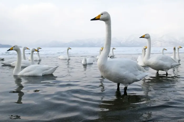 Framed Print : Whooper Swan - group in shallow water - at lakes edge - Lake Kussharo - Hokkaido Island - Japan Framed Print : Whooper Swan - group in shallow water - at lakes edge - Lake Kussharo - Hokkaido Island - Japan