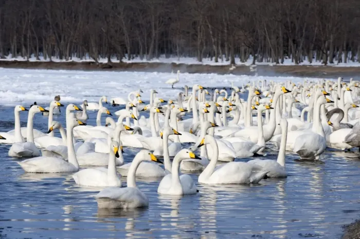Framed Print : Whooper Swan - group in water at edge of lake - Lake Kussharo - Hokkaido Island - Japan
