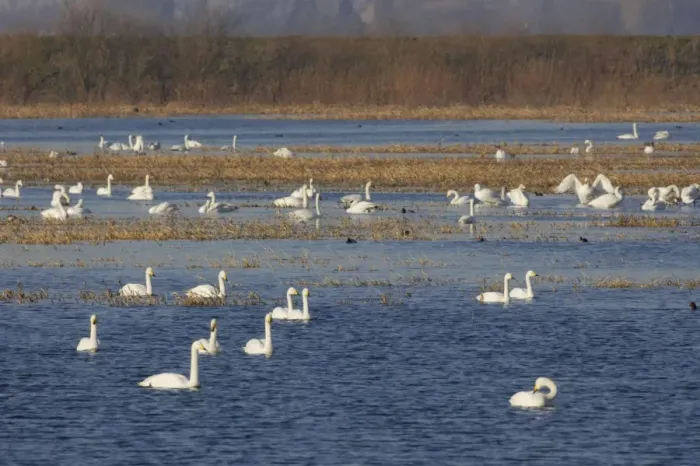 Framed Print : Whooper Swan - Groups on flooded washes Olor cygnus Welney WWT, Ouse Washes Norfolk, UK BI015363 Framed Print : Whooper Swan - Groups on flooded washes Olor cygnus Welney WWT, Ouse Washes Norfolk, UK BI015363