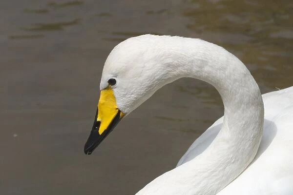 Whooper Swan head study - Part of the wildfowl collection held at Het Zwin Nature Reserve, near Knokke, Belgium