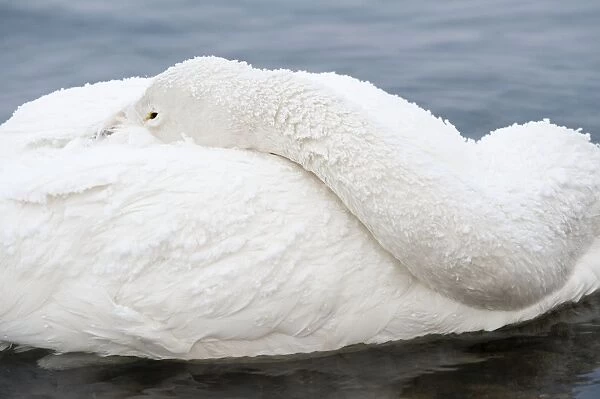 Whooper Swan - head tucked over back - Lake Kussharo - Hokkaido Island - Japan