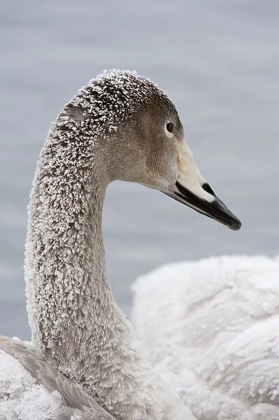 Whooper Swan - immature - close up of head - frost on neck feathers - Lake Kussharo - Hokkaido Island - Japan