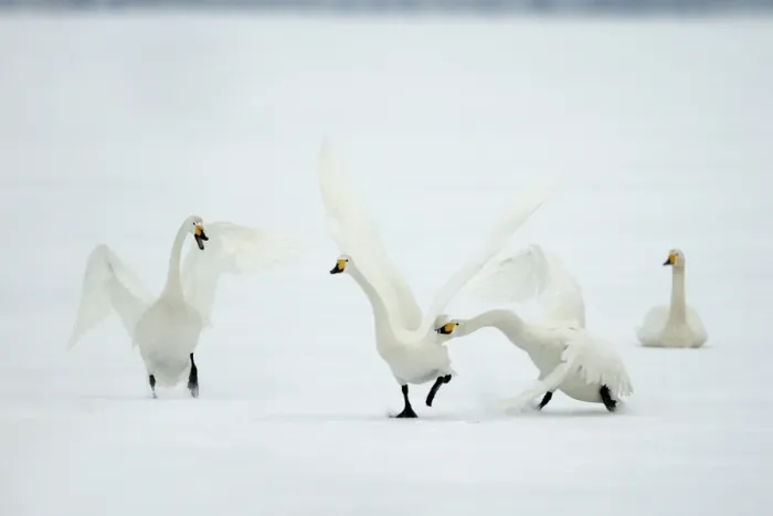 Framed Print : Whooper Swan Lake Kushiro, Hokkaido, Japan Framed Print : Whooper Swan Lake Kushiro, Hokkaido, Japan