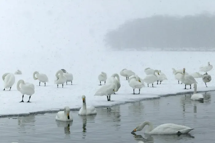 Framed Print : Whooper Swan Lake Kushiro, Hokkaido, Japan