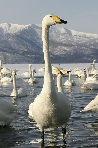 Whooper Swan Lake Kushiro, Hokkaido, Japan