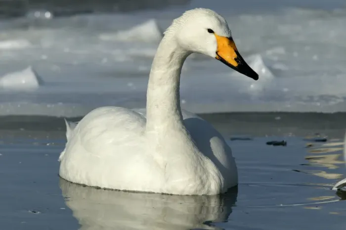 Framed Print : Whooper Swan Lake Kushiro, Hokkaido, Japan Framed Print : Whooper Swan Lake Kushiro, Hokkaido, Japan