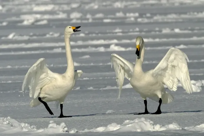 Framed Print : Whooper Swan - two Lake Kushiro, Hokkaido, Japan Framed Print : Whooper Swan - two Lake Kushiro, Hokkaido, Japan
