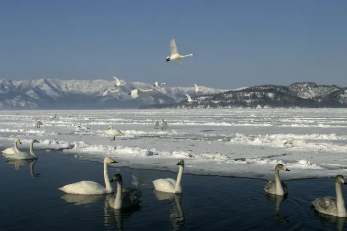 Framed Print : Whooper Swan Lake Kushiro, Hokkaido, Japan Framed Print : Whooper Swan Lake Kushiro, Hokkaido, Japan
