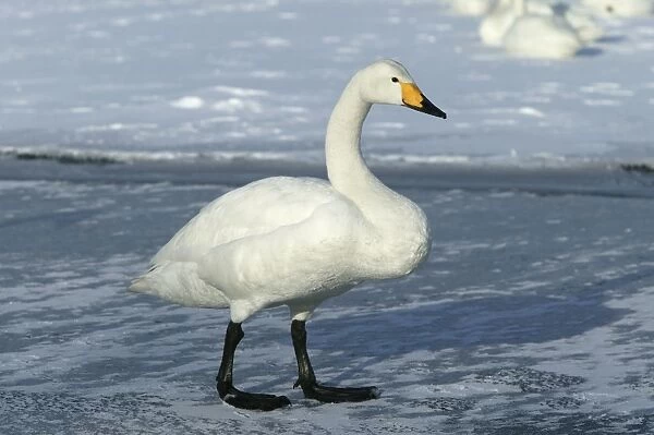Whooper Swan Lake Kushiro, Hokkaido, Japan