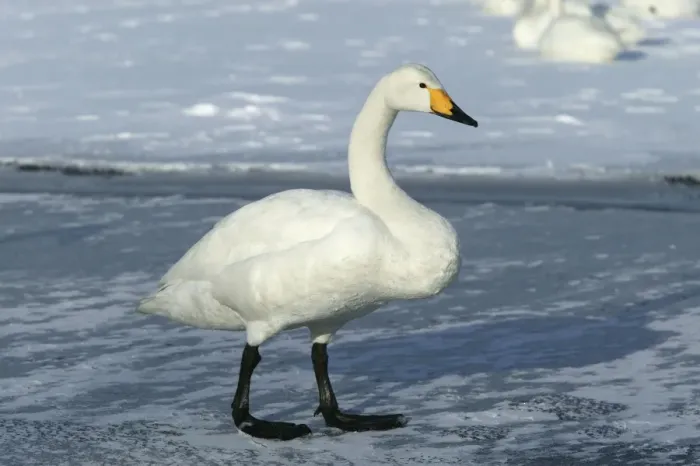 Framed Print : Whooper Swan Lake Kushiro, Hokkaido, Japan