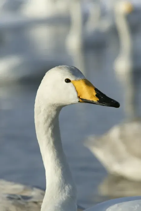 Framed Print : Whooper Swan Lake Kushiro, Hokkaido, Japan