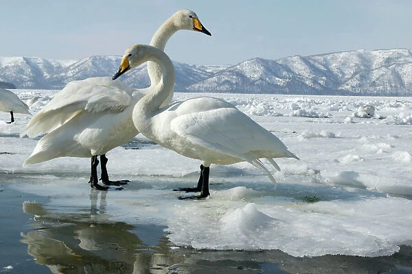 Whooper Swan - two Lake Kushiro, Hokkaido, Japan