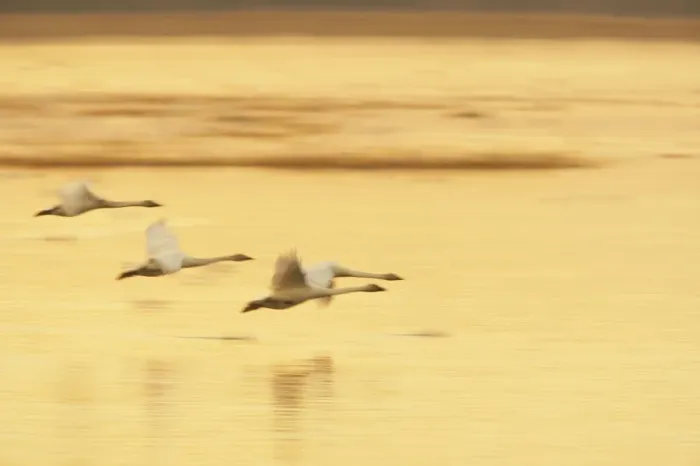 Framed Print : Whooper Swan - Landing at Roost Site in Evening Olor cygnus Welney WWT, Ouse Washes Norfolk, UK BI015289 Framed Print : Whooper Swan - Landing at Roost Site in Evening Olor cygnus Welney WWT, Ouse Washes Norfolk, UK BI015289