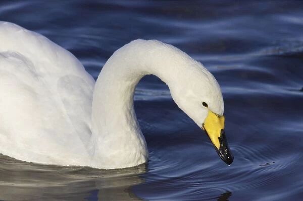 Whooper Swan. Ouse Washes, Norfolk, UK BI001602