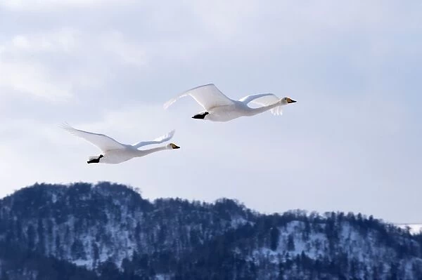 Whooper Swan - pair in flight - Lake Kussharo - Hokkaido Island - Japan