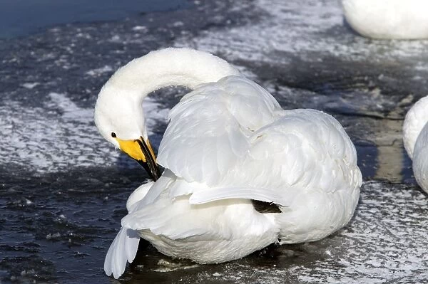 Whooper Swan - preening with oil gland Lake Kushiro, Hokkaido, Japan