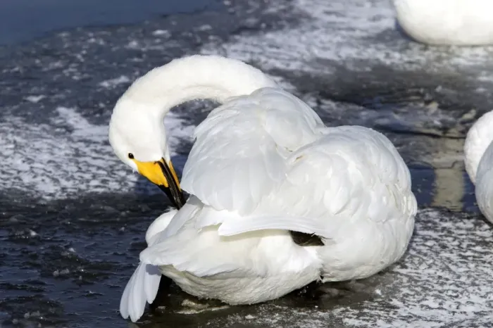 Framed Print : Whooper Swan - preening with oil gland Lake Kushiro, Hokkaido, Japan Framed Print : Whooper Swan - preening with oil gland Lake Kushiro, Hokkaido, Japan