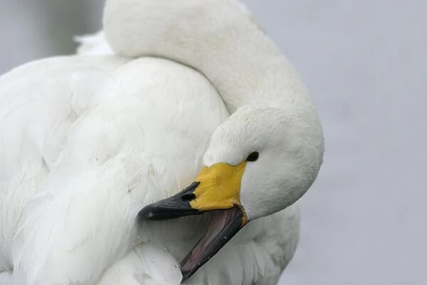 Whooper Swan - preening, using oil gland Lake Kushiro, Hokkaido, Japan