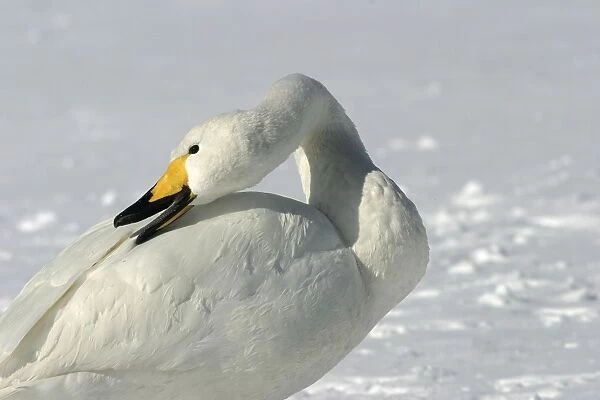 Whooper Swan - preening, using oil gland Lake Kushiro, Hokkaido, Japan