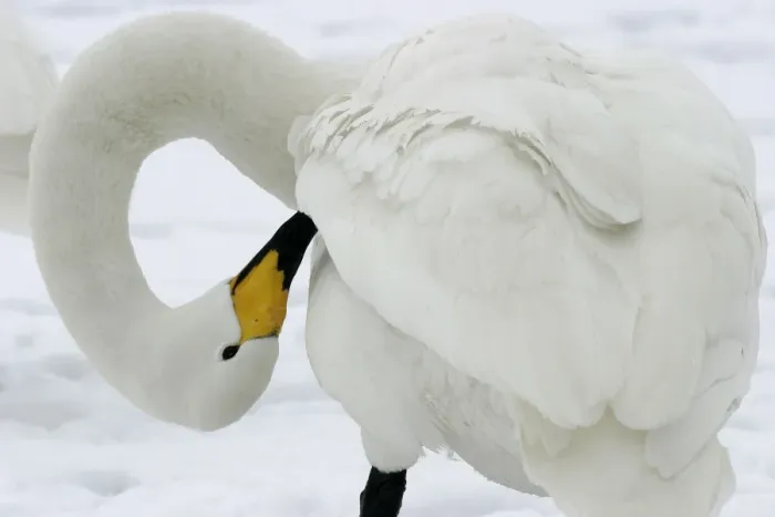 Framed Print : Whooper Swan - preening, using oil gland Lake Kushiro, Hokkaido, Japan Framed Print : Whooper Swan - preening, using oil gland Lake Kushiro, Hokkaido, Japan