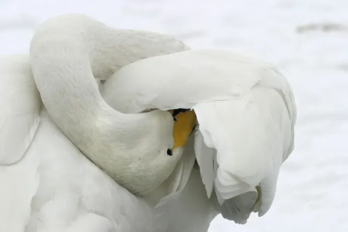 Framed Print : Whooper Swan - preening, using oil gland Lake Kushiro, Hokkaido, Japan Framed Print : Whooper Swan - preening, using oil gland Lake Kushiro, Hokkaido, Japan