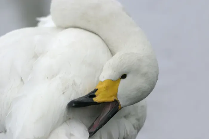 Framed Print : Whooper Swan - preening, using oil gland Lake Kushiro, Hokkaido, Japan Framed Print : Whooper Swan - preening, using oil gland Lake Kushiro, Hokkaido, Japan