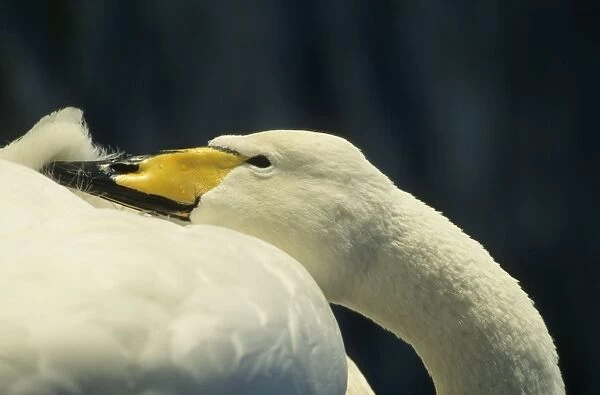 Whooper Swan - Preening. Welney, Norfolk, UK BI006860