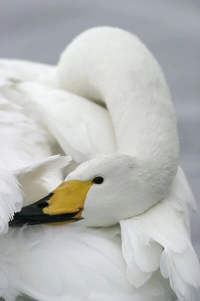 Whooper Swan Preening Wintering on ice lakes Hokkaido, Japan