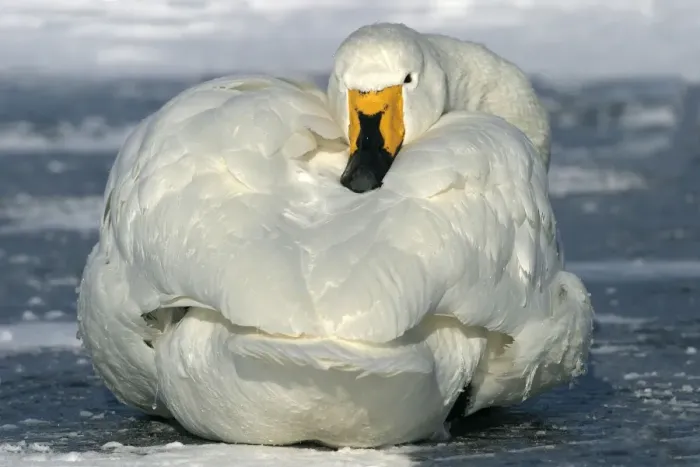 Framed Print : Whooper Swan - resting Lake Kushiro, Hokkaido, Japan Framed Print : Whooper Swan - resting Lake Kushiro, Hokkaido, Japan