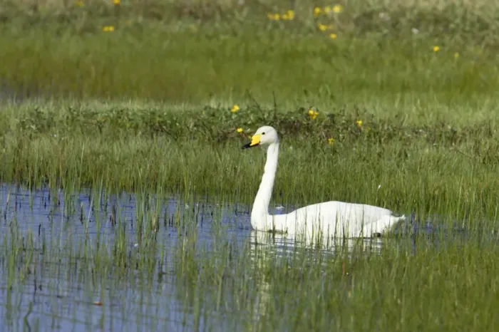 Framed Print : Whooper Swan - On small loch in early Summer Cygnus cygnus South Uist, Outer hebrides Scotland, UK BI016771 Framed Print : Whooper Swan - On small loch in early Summer Cygnus cygnus South Uist, Outer hebrides Scotland, UK BI016771