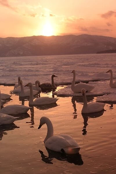 Whooper Swan - at sunset Lake Kushiro, Hokkaido, Japan