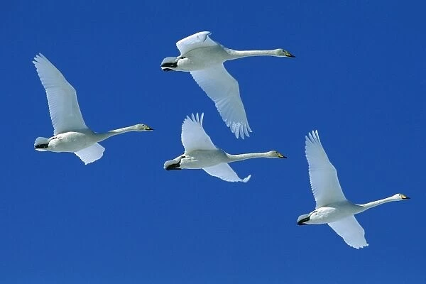 Whooper Swan - Four swans in flight, Lake Kussharo, Akan National Park, Hokkaido, Japan, Europe, Coast of Africa, North and Centra Asia JPF39189