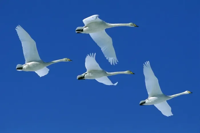Framed Print : Whooper Swan - Four swans in flight, Lake Kussharo, Akan National Park, Hokkaido, Japan, Europe, Coast of Africa, North and Centra Asia JPF39189
