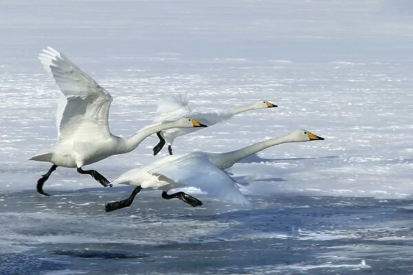 Whooper Swan - three taking off. Hokkaido, Japan