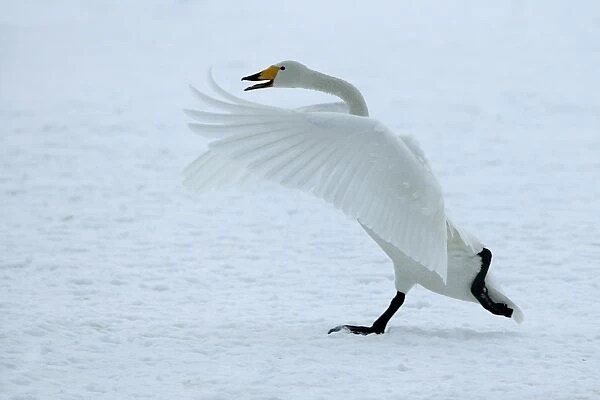 Whooper Swan - taking off. Hokkaido, Japan