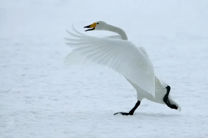 Framed Print : Whooper Swan - taking off. Hokkaido, Japan