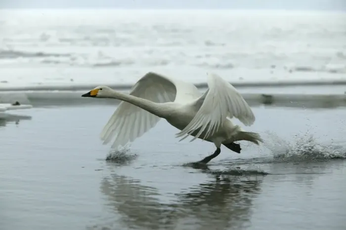 Framed Print : Whooper Swan - taking off. Hokkaido, Japan Framed Print : Whooper Swan - taking off. Hokkaido, Japan